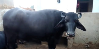 cow