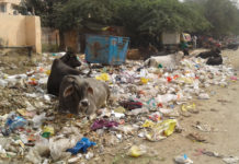 कूड़े के ढेर पर बडख़ल विधानसभा, गाय खाती है गंदगी mla seema trikha faridabad