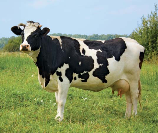 cow